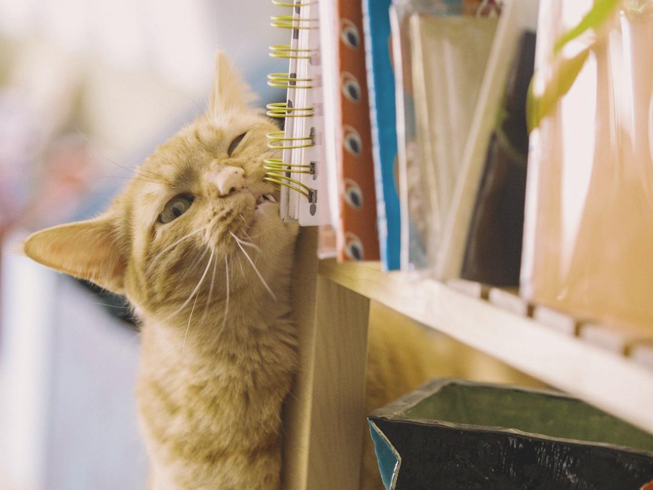 orange tabby cat near books selective focus photography